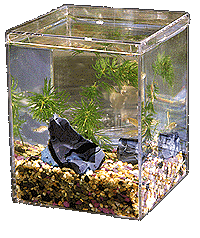 fish tank